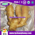 Fresh Ginger For United Kingdom Market